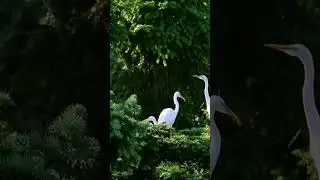 Cattle Egret: The Ultimate Pest Control Bird! 🦜🔥