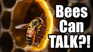 The Secret Language of Honeybee | How the Waggle Dance Works