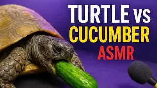 🐢🥒 Turtle Eats Cucumber in 4K | ASMR Crunch Sounds