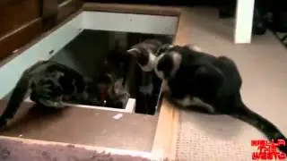 Кот-подонок