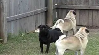 Pugs Barking At Nothing