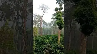 Coffee estates #birds #coorgcoffee #coorg