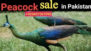 green java peacock for sale in Punjab | peacock chicks for sale in Pakistan