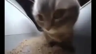 chipi chipi chapa chapa dubi dubi daba daba