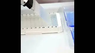 IL‑6 ELISA Kit: Comprehensive Overview and Applications