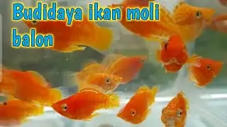 budidaya ikan moli balon