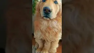AI Bobby #goldenretriever