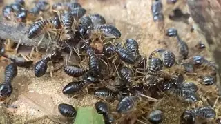 The 7 Signs of a Black Termite Infestation You Can't Ignore