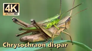 Złotawek nieparek (Chrysochraon dispar)