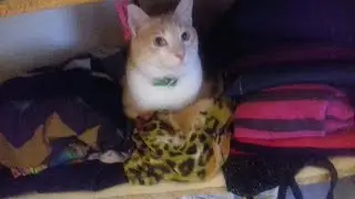 Chat qui pense &eacute;tre cach&eacute;
