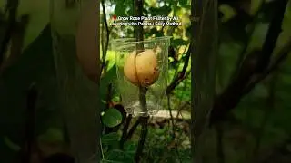 Best method of propagate roses by air layering with patato #rose_plant #air_layering