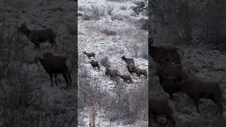 Heard of Rams grazing in the early snow. #adventure #travel #nature