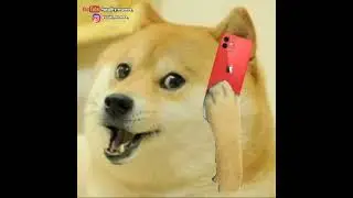 Cheems doge Comedy Video | Ab nahi piyega😂😂 | #qualitymames #shorts #cheemscomedy #memesvideotrend|