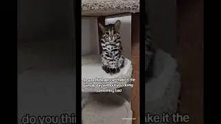 Naughty Asian Leopard Cat