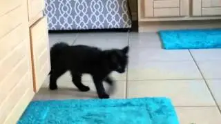 New kitten hijinks!