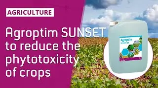 🌱FIELD CROPS | Agroptim SUNSET, the detox solution for stress free weeding