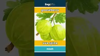 🇬🇧🇮🇹 gooseberry - uva spina : learn English : impariamo l'inglese : vocabulary builder