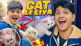 Maine Persian Cat Kharid Li 🐈😍 | Kitne Me Padi? | Persian Cat Buying Experience | Alikhanvlogs 