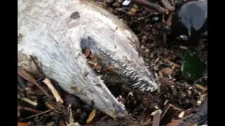 Worlds longest species of moray eel hunting fish