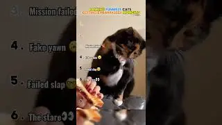 Ranking funniest cats getting embarrassed moments 😂 #funny #comedy #funnyvideo #cat #cats #ranking 