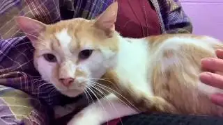 Meet Francis, a 1-year-old male cat available for adoption at the Wisconsin Humane Society!