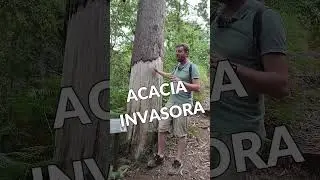 C&Oacute;MO SECAR UN &Aacute;RBOL INVASOR 🌳🍂 #shorts