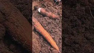 Hardworking Hands 🤎 | African Tribe Collecting Cassava Roots#shorts