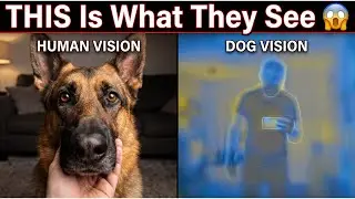 What Dogs Really See When They Look at You — Science Explains!