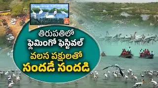 From Flamingos to Pelicans | Flamingo Bird Festival Attracts Tourists in Tirupati Dist | IdiSangathi