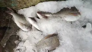 fish storage #fish#fishstore#seafish