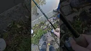 Maggot and worm feeder fishing surprise 😮 