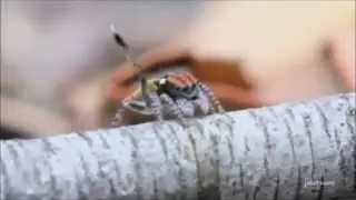 Peacock spider dance