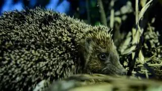 Headgehog