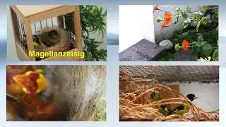 Zeisigzucht bei Züchterfreunden.Schwarzzeisige usw. #vogelzucht