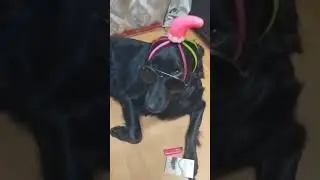 Моя собака кайфует.  #cute #собаки #собака #family #live #love #funny #doglover #dog #doggo #dog