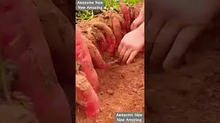 New sugar beets type in #sugarbeet #tubercrops #tuber #crops #farming #agriculture
