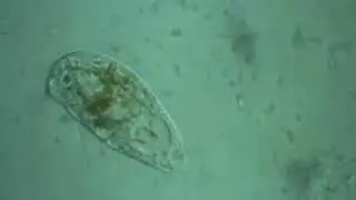 Trithigmostoma  steinii