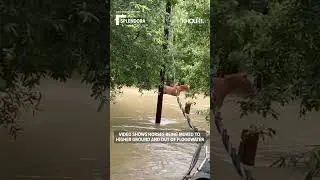 Horses being rescued from Splendora, Texas area following floods