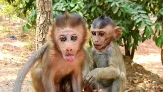 Lovely and funny moments of monkeys baby Baron & Dustin | Dustin cry calling mom going away