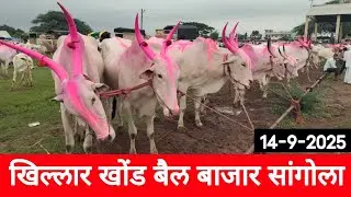 आजचा खिल्लार खोंड बैल बाजार सांगोला 14 सप्टेंबर 2025 / Khillar Bull market Sangola 