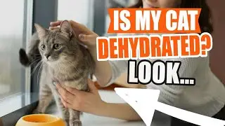 IS MY CAT DEHYDRATED? 🐱💧Find out!!