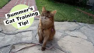 CUTE CAT SUMMER&rsquo;S OUTSIDE PRACTICE, and an Important Tip For Training Cats Outside