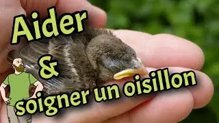 COMMENT AIDER ET SOIGNER UN OISILLON TOMBÉ DU NID (les gestes essentiels à faire....ou pas)