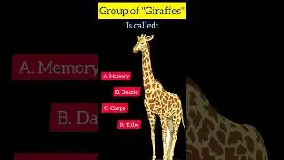 Group of giraffe 🦒 is? #gk #viral #shorts