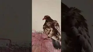 Pigeon chicks growth booster suppliment