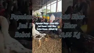 Apakah pakan full pabrikan boncos ? #ayam #ayamkampung #poultryfarming #peternakan