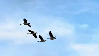 Geese formation flying overhead