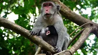 Jane feeling is good coz she calls finding Jazzy & Jody monkey to meet