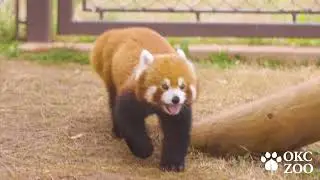 OKC Zoo Spring Break Tips!