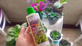 Bitki Besini. Bitki Besini ile &ccedil;i&ccedil;eklere bahar bakımı nasıl yapılır? Plant food